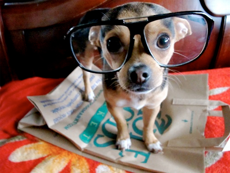 Hipster Puppies on Hipster Puppies 4